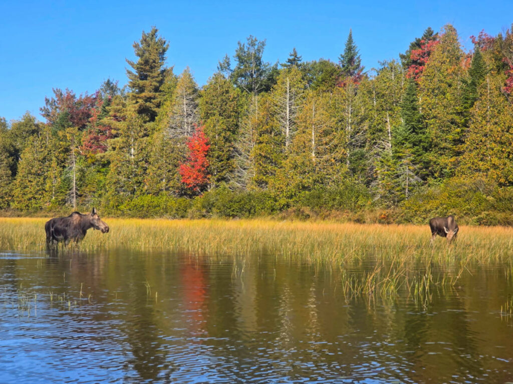 Two Moose on Pond with Northeast Whitewater Moose Tours Greenville Maine 1