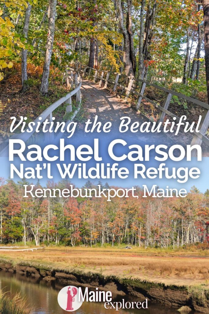 The Rachel Carson National Wildlife Refuge near Kennebunkport, Maine is a great place for birdwatching and understanding the value of our preserved spaces. From wildlife watching to enjoying the coastal Maine forest, see what you'll find at this protected estuary space in Wells.
