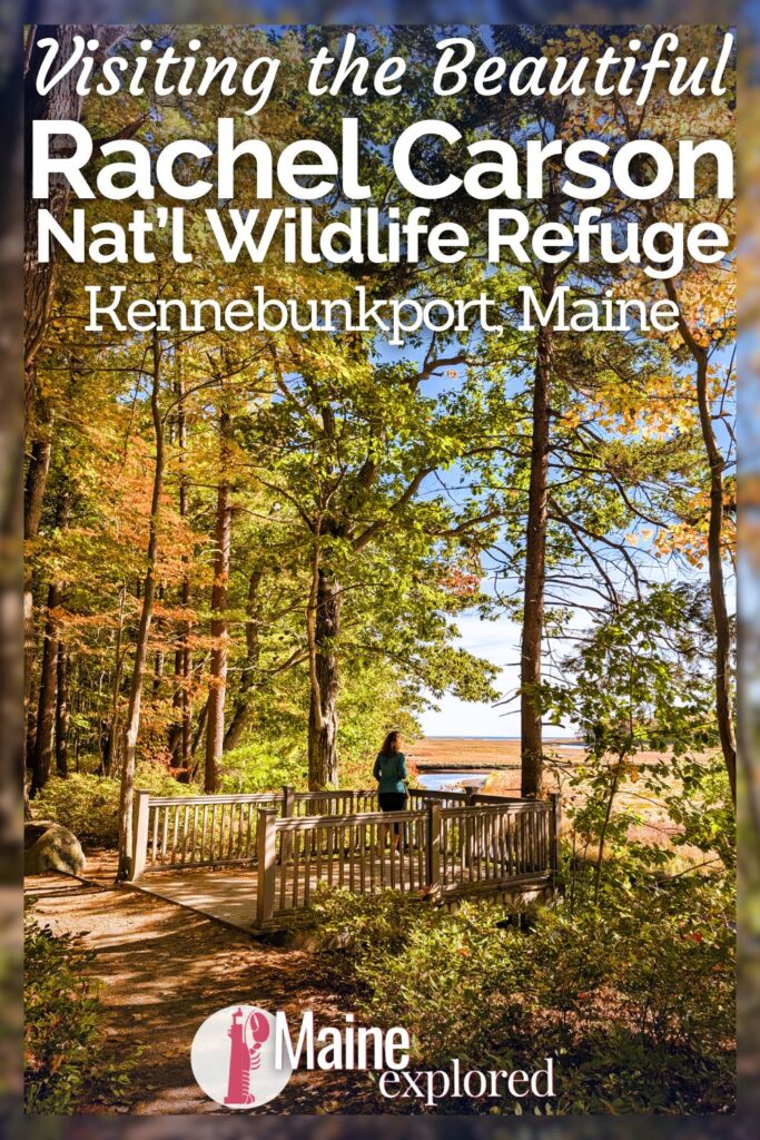 The Rachel Carson National Wildlife Refuge near Kennebunkport, Maine is a great place for birdwatching and understanding the value of our preserved spaces. From wildlife watching to enjoying the coastal Maine forest, see what you'll find at this protected estuary space in Wells.