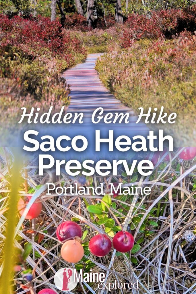 The Saco Heath Preserve is a hidden gem near Portland, Maine that is a must visit, especially in autumn. Easy hiking and some of the most beautiful, untouched nature unlike anywhere else in the area, this is a beautiful destination for taking in the colors, picking cranberries and birdwatching.