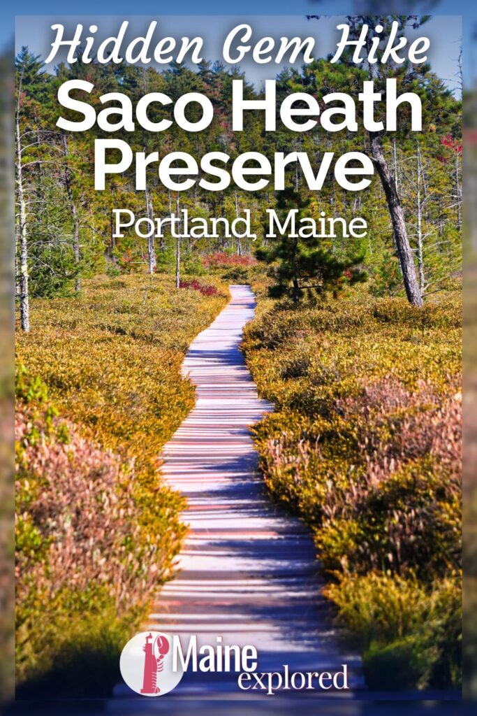 The Saco Heath Preserve is a hidden gem near Portland, Maine that is a must visit, especially in autumn. Easy hiking and some of the most beautiful, untouched nature unlike anywhere else in the area, this is a beautiful destination for taking in the colors, picking cranberries and birdwatching.