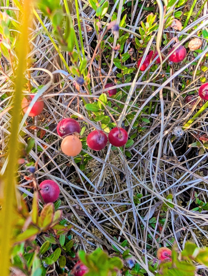 Wild Cranberries at Saco Heath Preserve Kennebunkport Maine 2