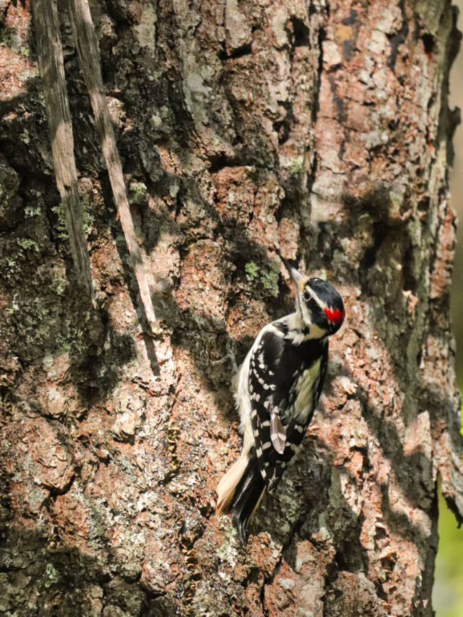 Woodpecker at Rachel Carson National Wildlife Refuge Wells Maine 1b