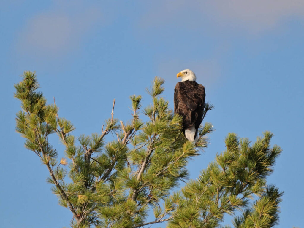 Bald Eagle on Wildlife Tour with New England Outdoor Center NEOC Millinocket Maine 2