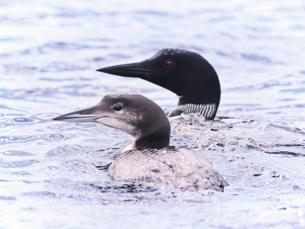 Loons on Millinocket Lake on Wildlife Tour with New England Outdoor Center NEOC Millinocket Maine 2
