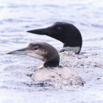 Loons on Millinocket Lake on Wildlife Tour with New England Outdoor Center NEOC Millinocket Maine 2