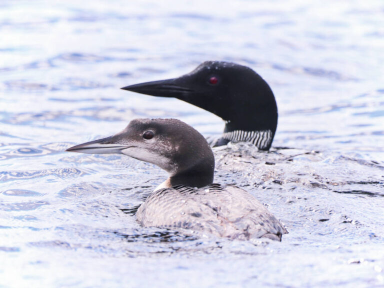 Loons on Millinocket Lake on Wildlife Tour with New England Outdoor Center NEOC Millinocket Maine 2