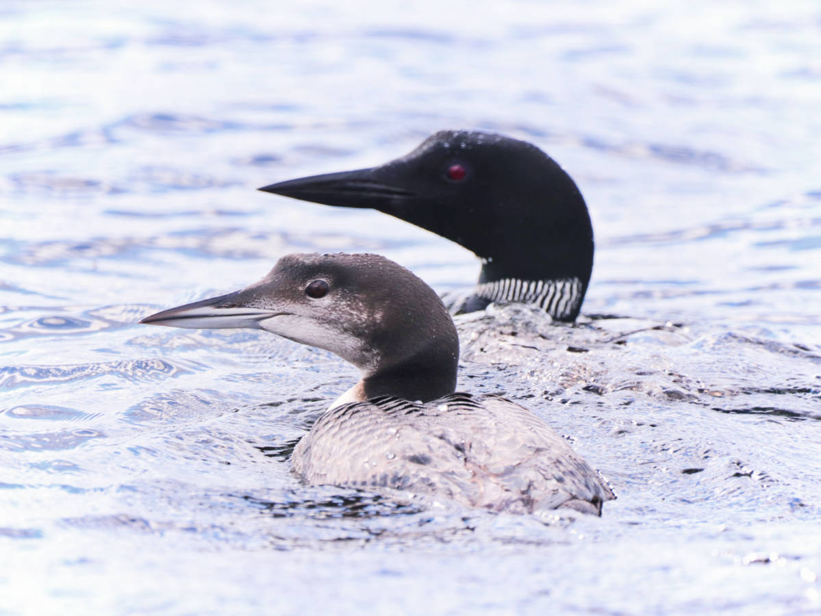 Loons on Millinocket Lake on Wildlife Tour with New England Outdoor Center NEOC Millinocket Maine 2