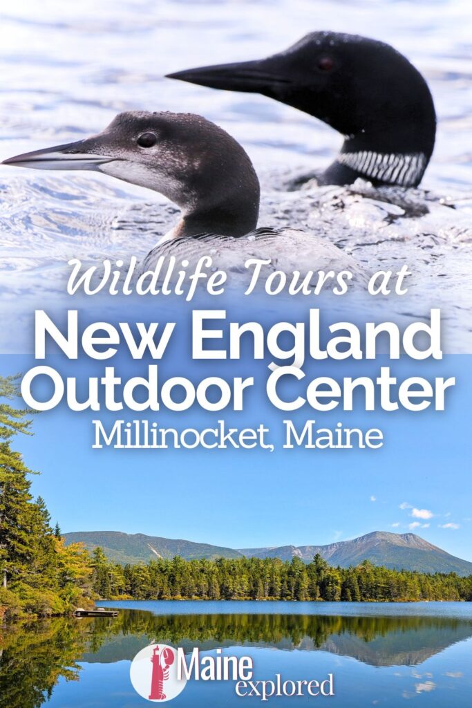 Wildlife tours at NEOC, the New England Outdoor Center in Millinocket are a great way to explore the wilderness and hopefully see some amazing animals. Whether you're into birdwatching or you're looking for the illusive moose of Maine, boat and van tours of the Highlands around Baxter State Park and Millinocket are a great way to enjoy the area.