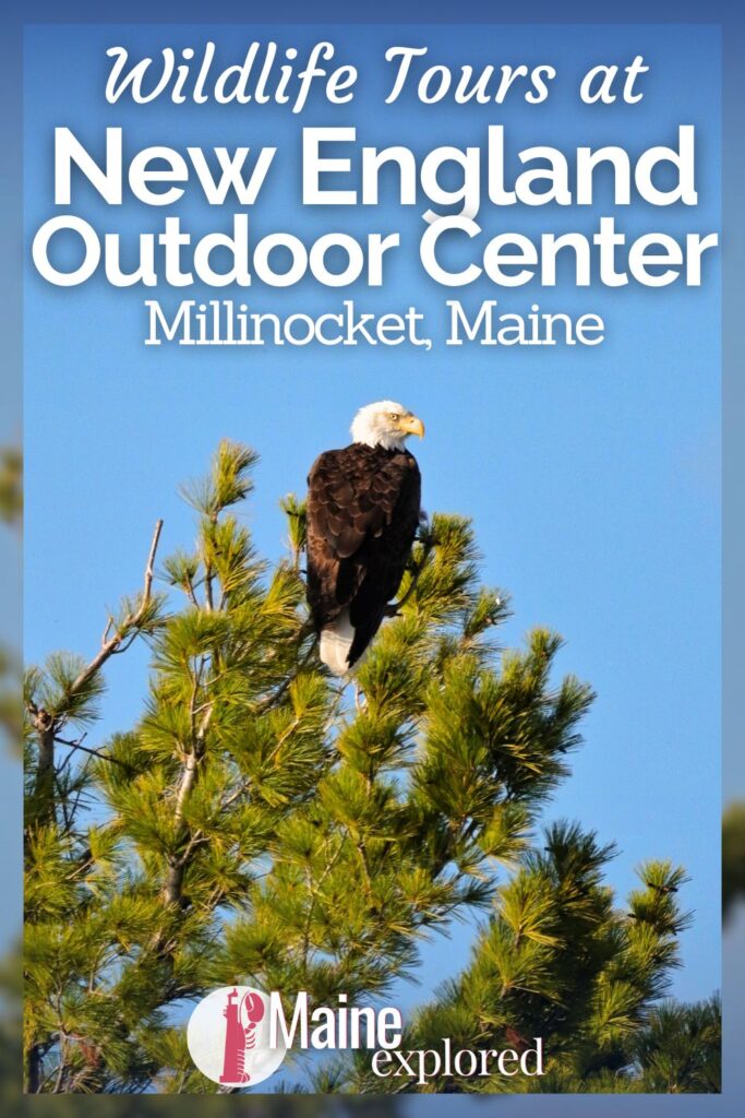Wildlife tours at NEOC, the New England Outdoor Center in Millinocket are a great way to explore the wilderness and hopefully see some amazing animals. Whether you're into birdwatching or you're looking for the illusive moose of Maine, boat and van tours of the Highlands around Baxter State Park and Millinocket are a great way to enjoy the area.